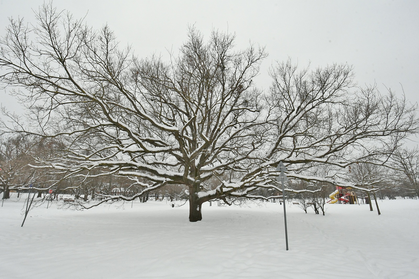 Téli világ a Halesz ligetben Székesfehérváron